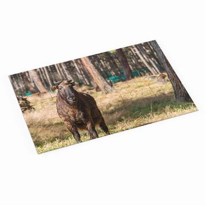 Picture of Bhutan Takin Largest Himalaya Mammal