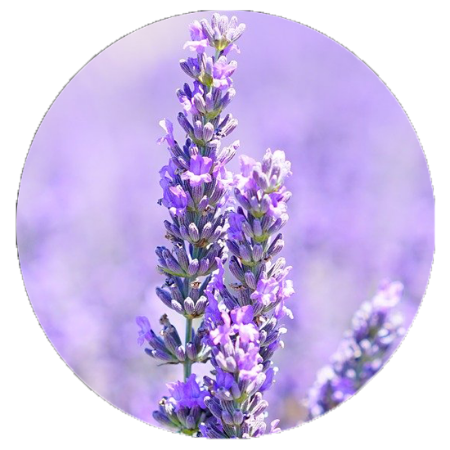 Picture for category Lavender