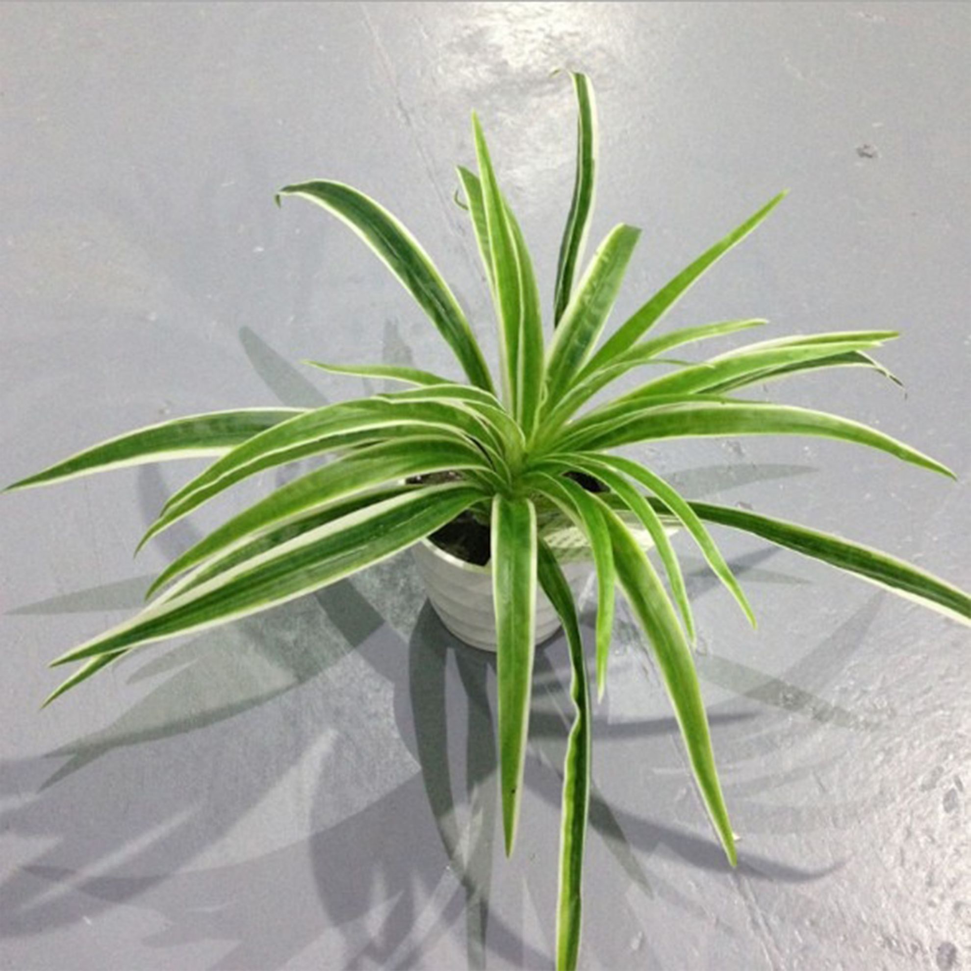 Picture of Faux Chlorophytum Artificial Plant