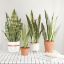 Picture of Faux Sansevieria Artificial Plant