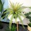 Picture of Faux Persian Fern Artificial Plant