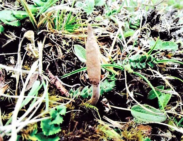 Bhutan Natural Cordyceps