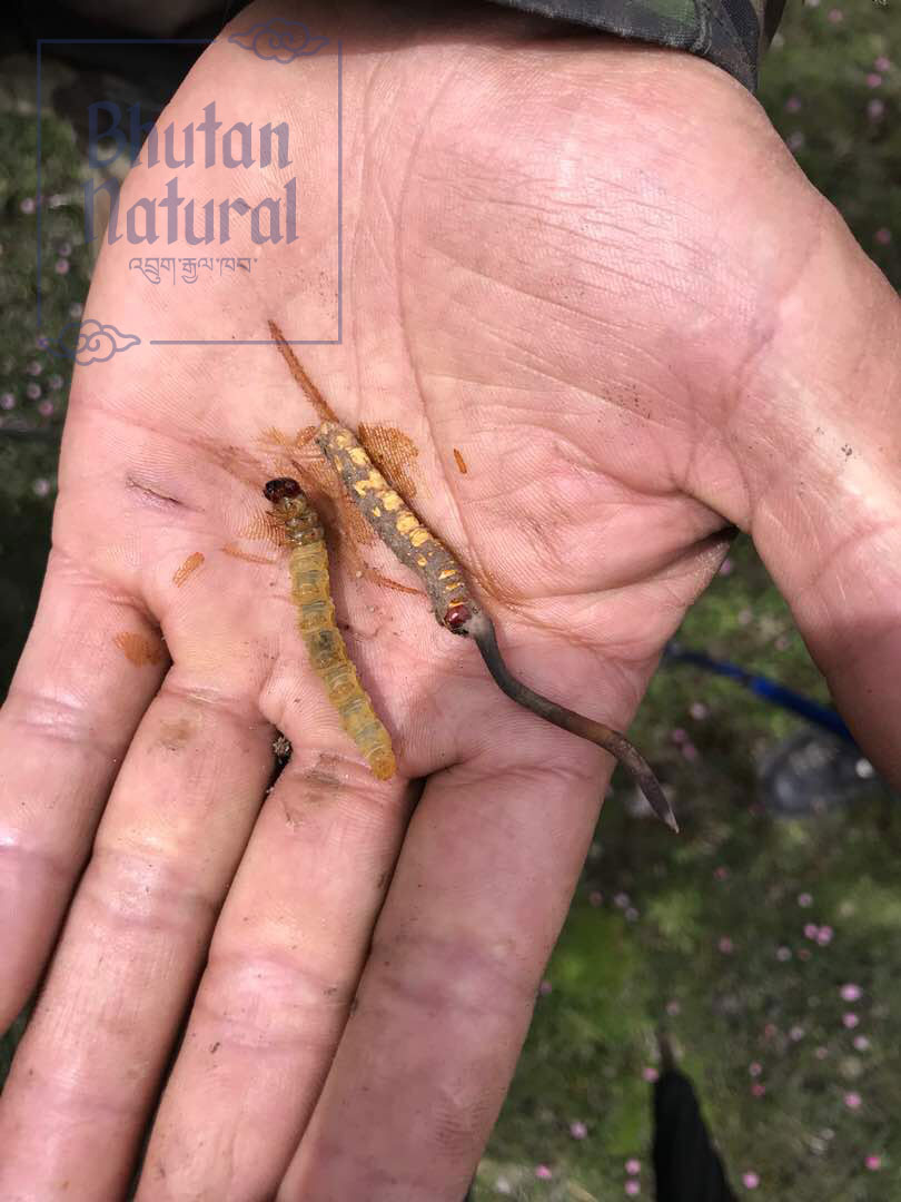 Bhutan Wild Cordyceps