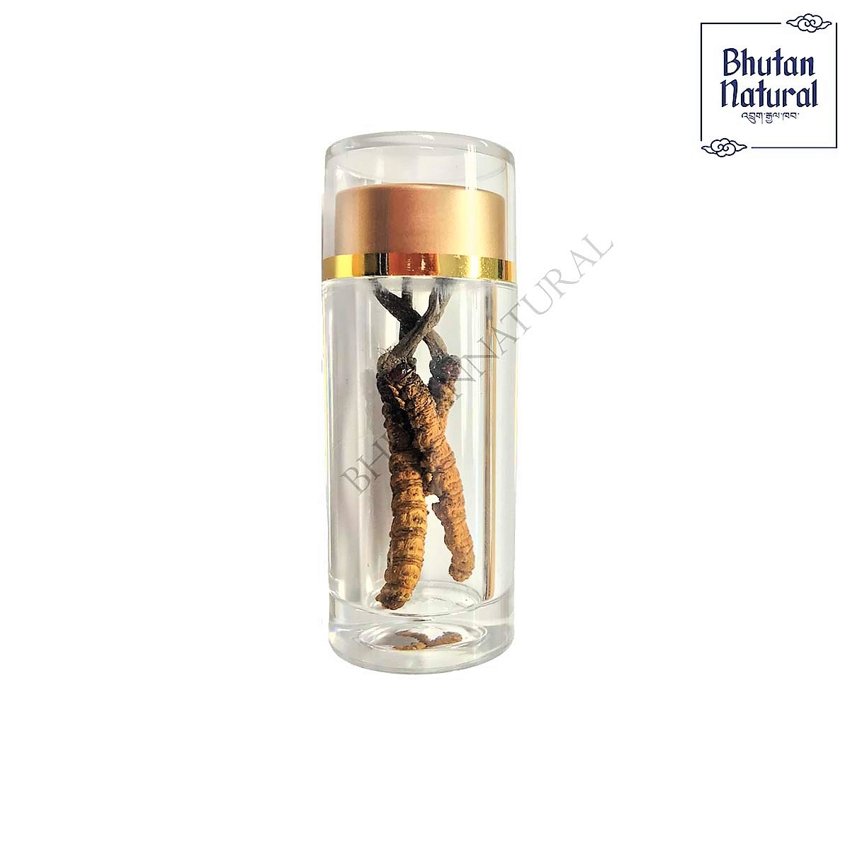 Bhutan Cordyceps Grade A+